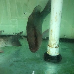 Meet your Posher, El